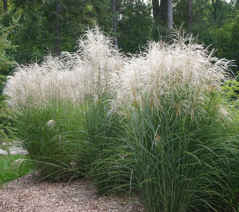Miscanthus sinensis 'Graziella' - ozdobnice čínská Miscanthus sinensis 'Graziella' - ozdobnice čínská