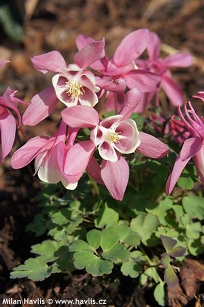 Aquilegia flabellata 'Cameo Red and White' - orlíček vějířovitý