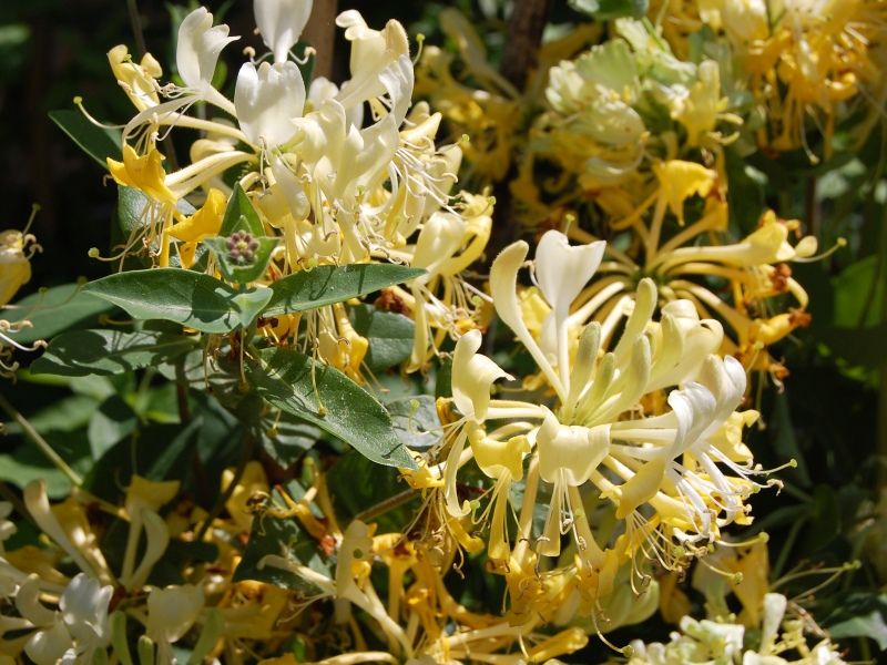 Lonicera periclymenum 'Scentsation' - zimolez německý
