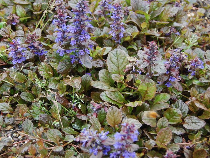 Ajuga reptans 'Braunherz' - zběhovec plazivý Ajuga reptans 'Braunherz' - zběhovec plazivý