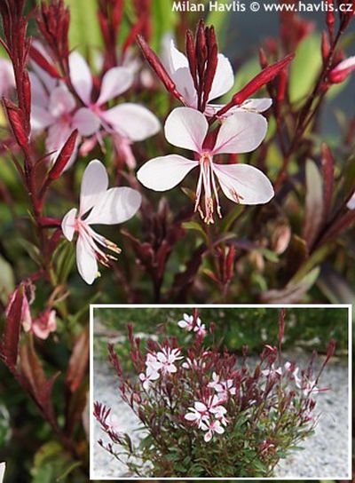 Gaura lindheimeri 'Compacta' - gaura, svíčkovec