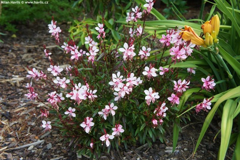 Gaura lindheimeri 'Compacta' - gaura, svíčkovec