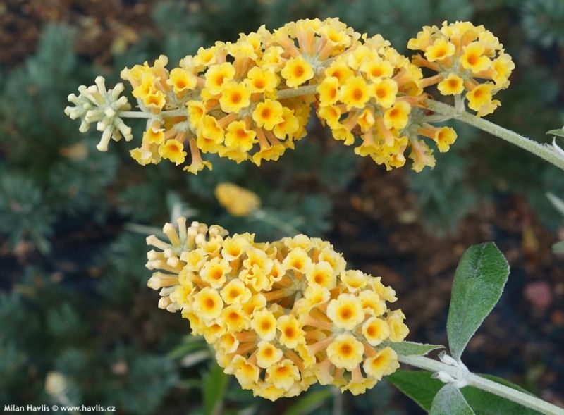 Buddleja x weyeriana 'Honeycomb' - komule, motýlí keř