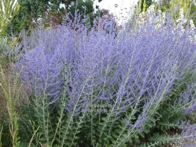 Perovskia atriplicifolia 'Blue Spire' - perovskie lebedolistá
