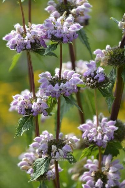Phlomis tuberosa - sápa hlíznatá