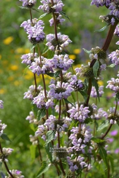 Phlomis tuberosa - sápa hlíznatá