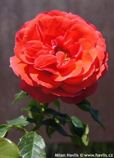 Rosa 'Cherry Girl'® - růže polyantka