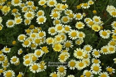 Anthemis tinctoria 'E. C. Buxton' - rmen barvířský