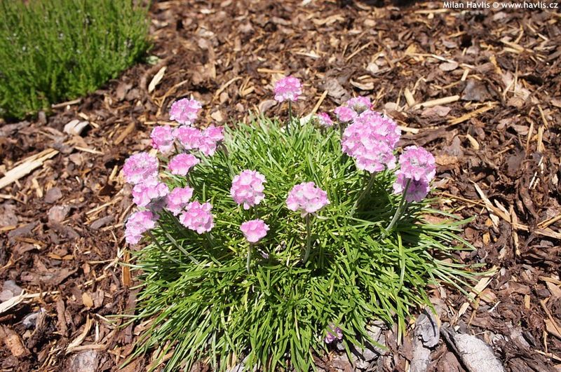 Armeria juniperifolia 'Röschen' - trávnička trsnatá