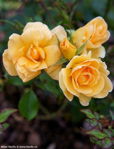 Rosa 'Amber Sun' - růže polyantka