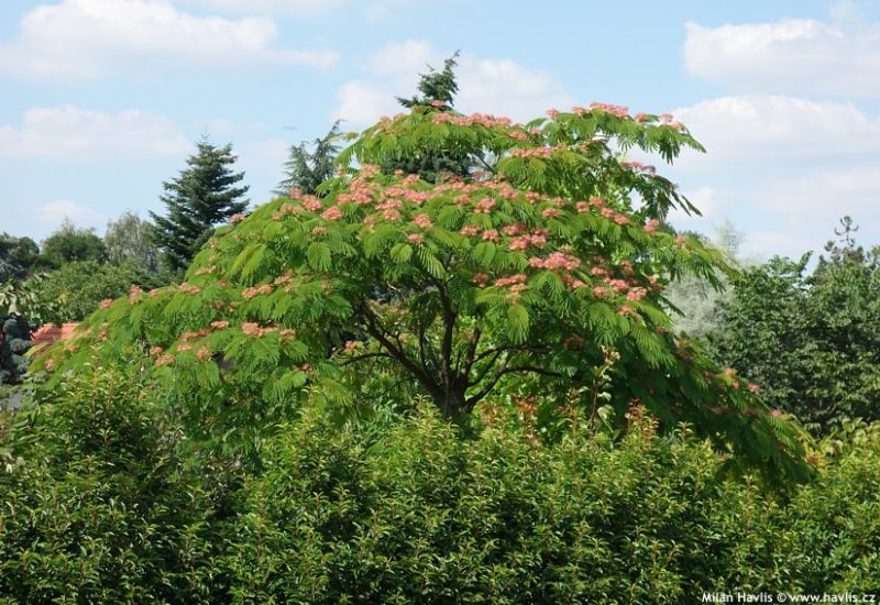 Albizia julibrissin - kapinice, perská akácie Albizia julibrissin - kapinice, perská akácie