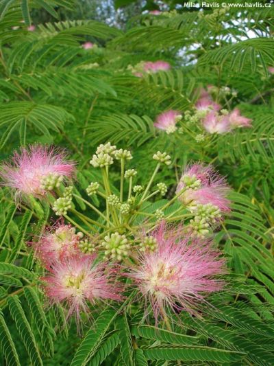 Albizia julibrissin - kapinice, perská akácie Albizia julibrissin - kapinice, perská akácie
