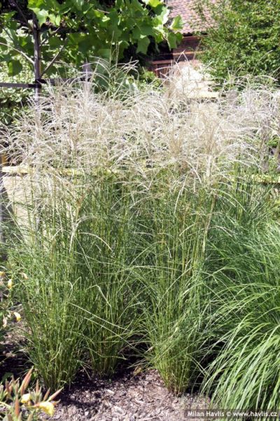 Miscanthus sinensis 'Graziella' - ozdobnice čínská Miscanthus sinensis 'Graziella' - ozdobnice čínská