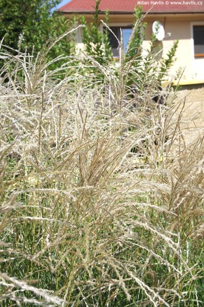 Miscanthus sinensis 'Graziella' - ozdobnice čínská Miscanthus sinensis 'Graziella' - ozdobnice čínská