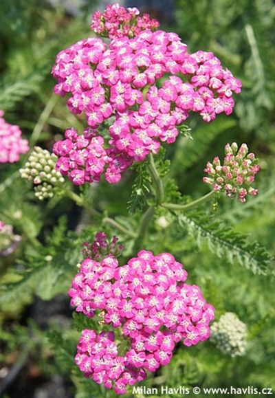 Achillea millefolium 'Cerise queen' - řebříček