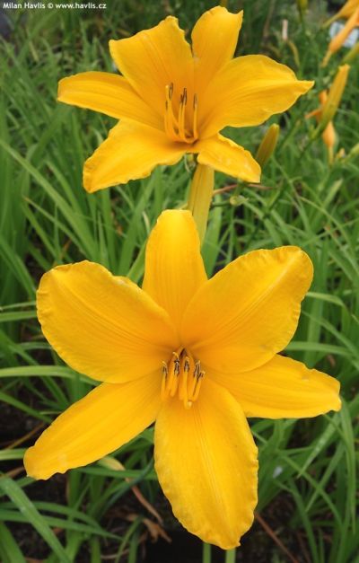 Hemerocallis 'Aten' - denivka Hemerocallis 'Aten' - denivka