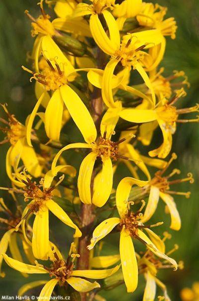 Ligularia 'Bottle Rocket' - popelivka Ligularia 'Bottle Rocket' - popelivka