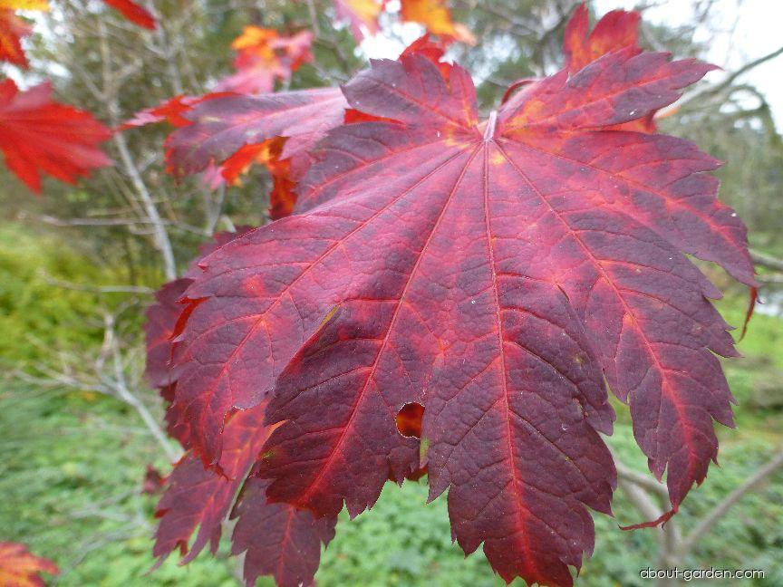 Acer palmatum THUNB. (Japanese maple) Acer palmatum THUNB. (Japanese maple)