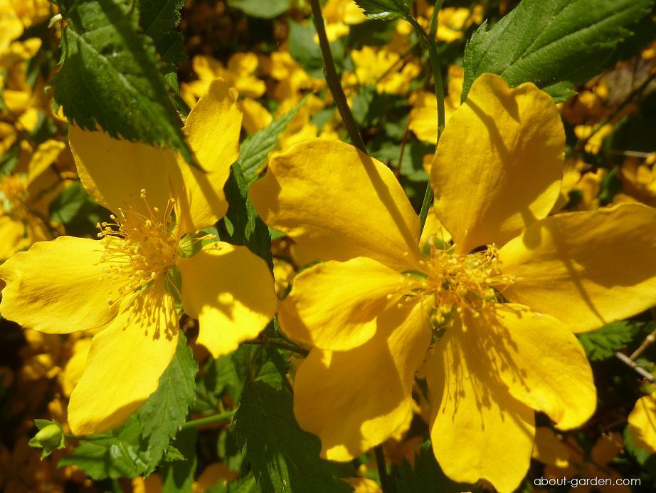Photo Japanese rose | About-garden.com