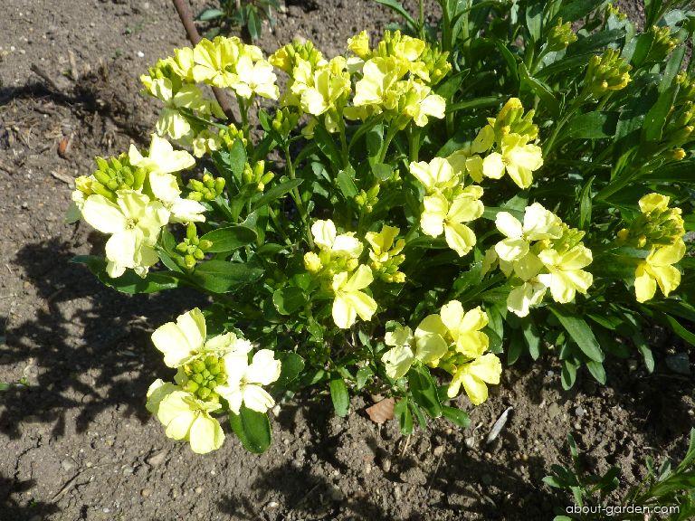 Erysimum cheiri (L.) Crantz (Wallflower) Erysimum cheiri (L.) Crantz (Wallflower)