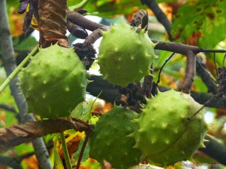 Aesculus hippocastanum L. (Horse-chestnut) Aesculus hippocastanum L. (Horse-chestnut)