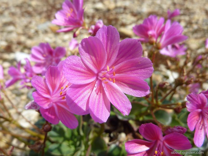 Lewisia cotyledon (S. Wats.) B.L. Robins. (Siskiyou Lewisia) Lewisia cotyledon (S. Wats.) B.L. Robins. (Siskiyou Lewisia)