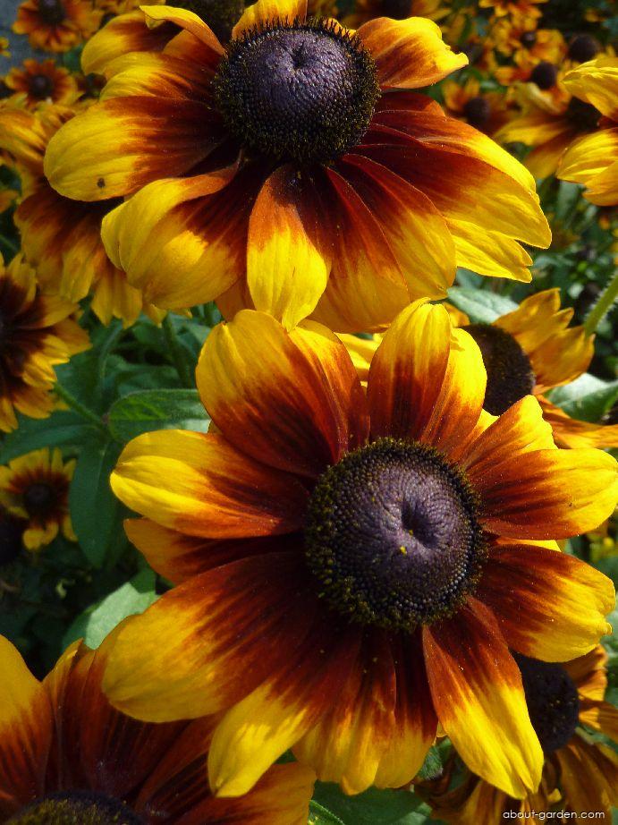 Rudbeckia hirta L. (Black-eyed Susan) Rudbeckia hirta L. (Black-eyed Susan)