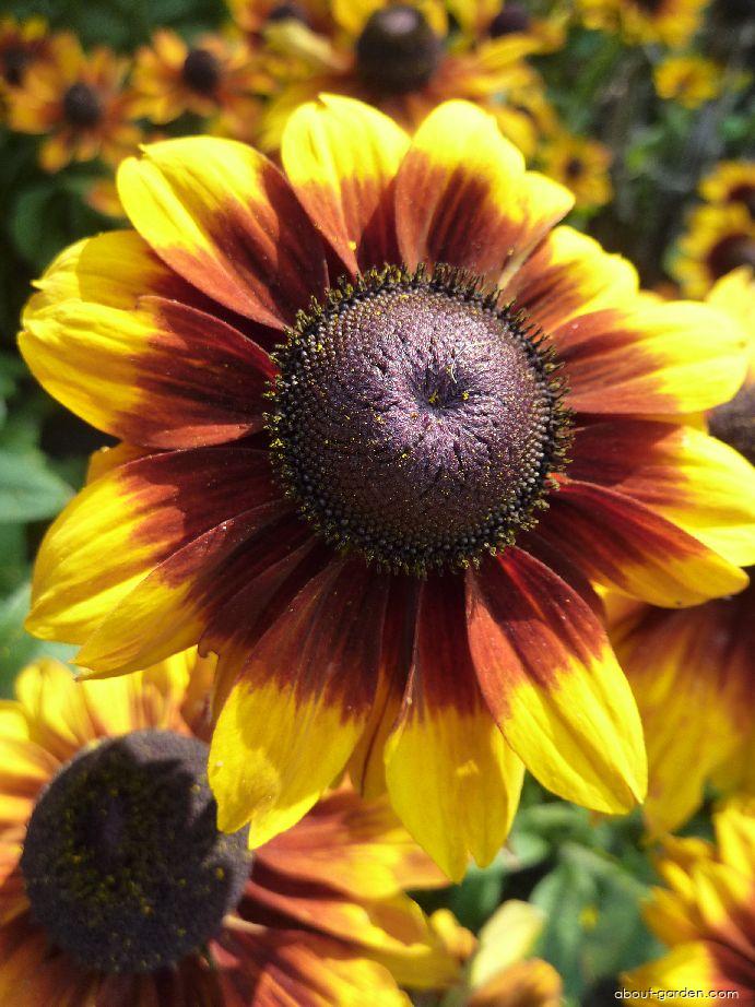 Rudbeckia hirta L. (Black-eyed Susan) Rudbeckia hirta L. (Black-eyed Susan)
