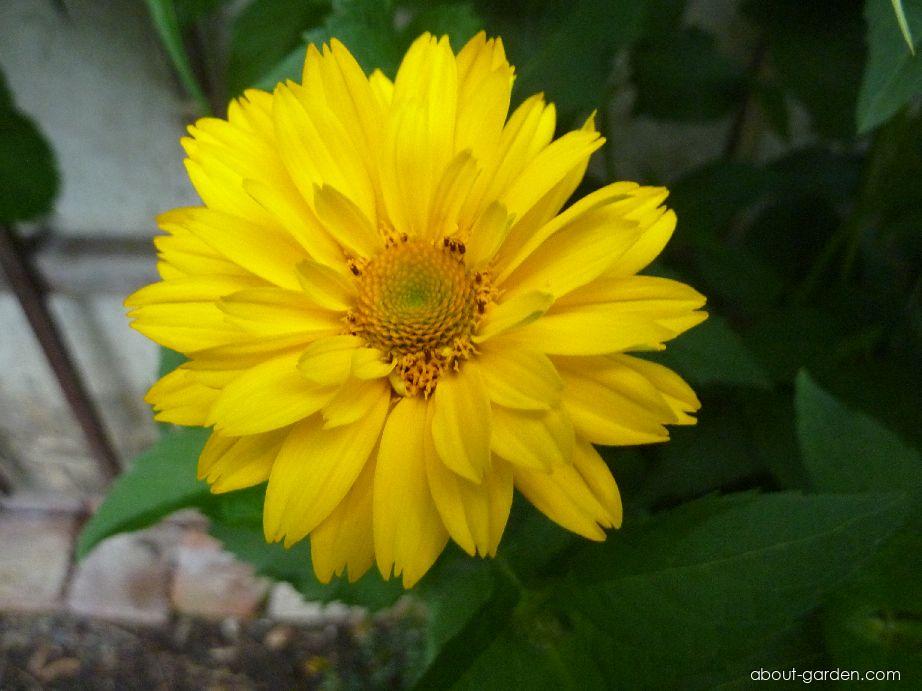 Heliopsis helianthoides (L.) SWEET (smooth oxeye) Heliopsis helianthoides (L.) SWEET (smooth oxeye)