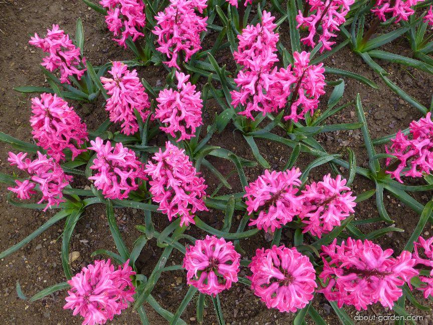 Hyacinthus orientalis Jan Bos (Common Hyacinth) Hyacinthus orientalis Jan Bos (Common Hyacinth)
