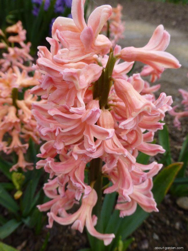 Hyacinthus orientalis Gipsy Queen (Common Hyacinth) Hyacinthus orientalis Gipsy Queen (Common Hyacinth)