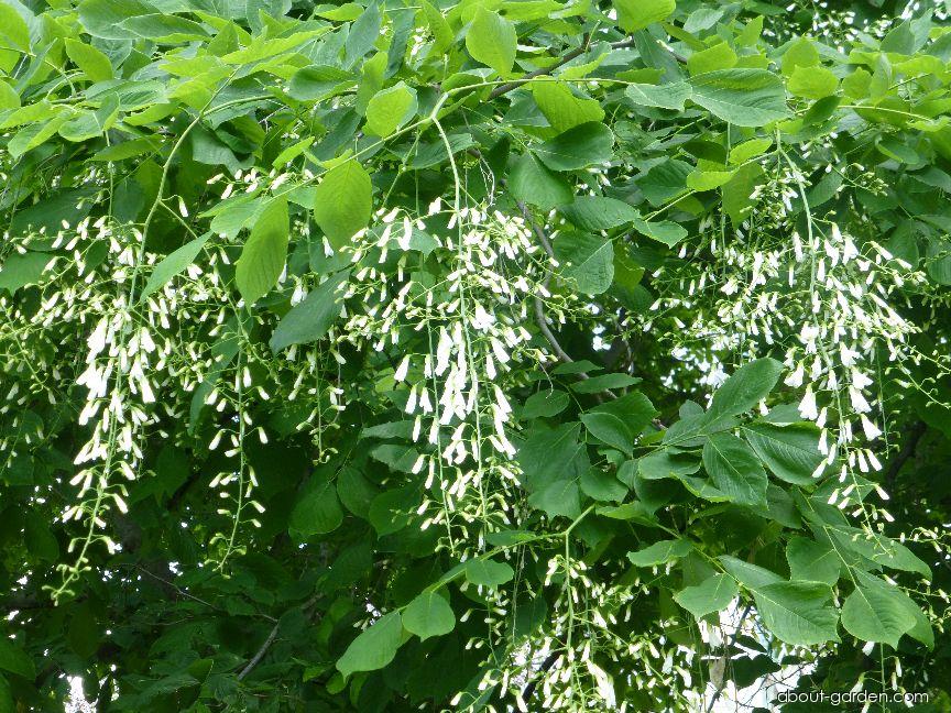 Cladrastis kentukea (American Yellowwood) Cladrastis kentukea (American Yellowwood)