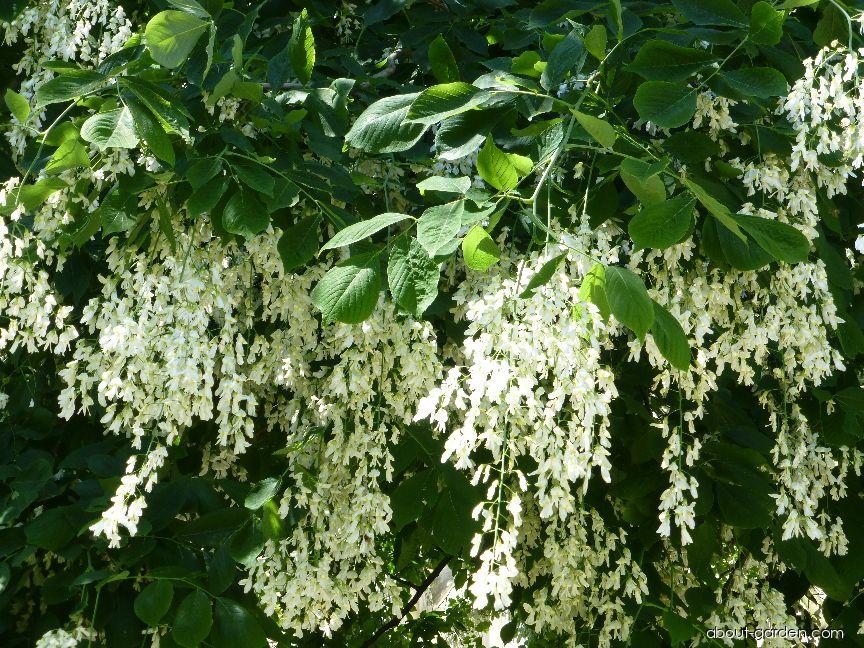 Cladrastis kentukea (American Yellowwood) Cladrastis kentukea (American Yellowwood)