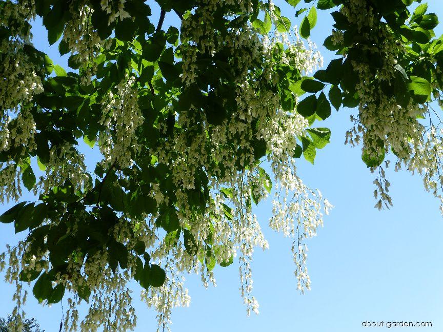 Cladrastis kentukea (American Yellowwood) Cladrastis kentukea (American Yellowwood)