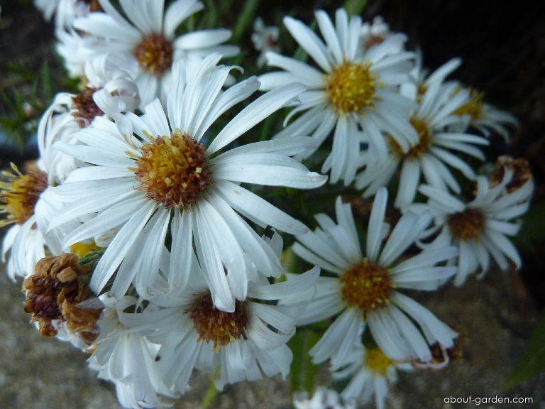Aster dumosus Kristina (Rice Button Aster) Aster dumosus Kristina (Rice Button Aster)