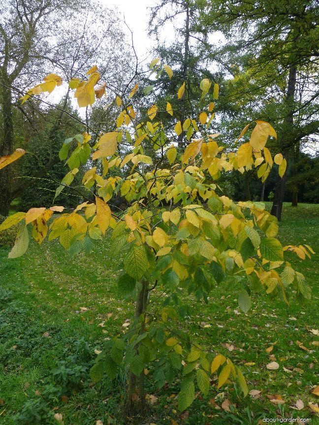 Cladrastis kentukea (American Yellowwood) Cladrastis kentukea (American Yellowwood)