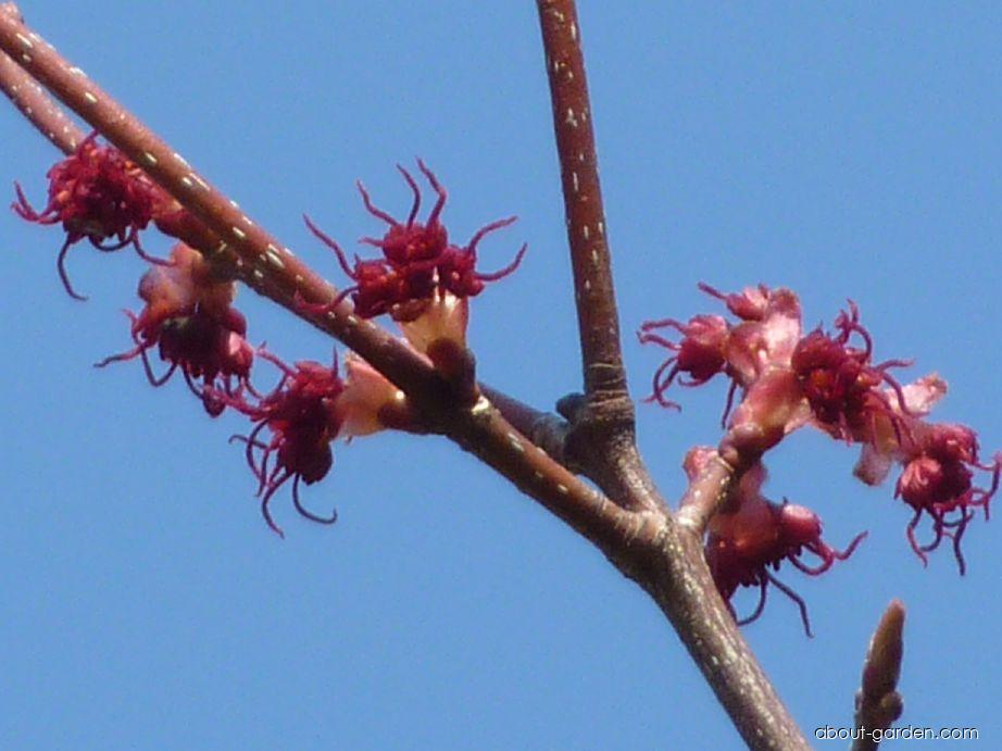 Acer rubrum Red Sunset (red maple) Acer rubrum Red Sunset (red maple)