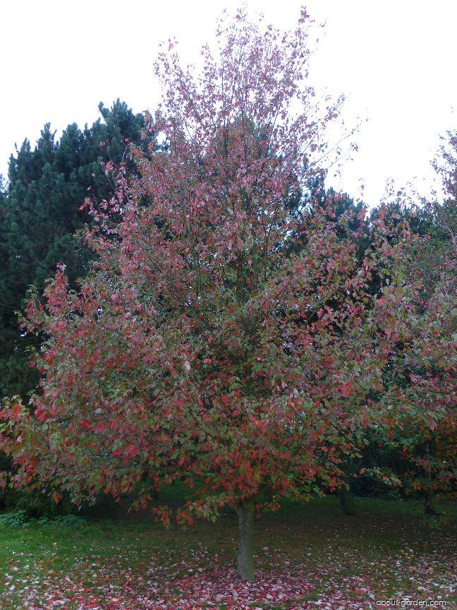 Acer rubrum Red Sunset (red maple) Acer rubrum Red Sunset (red maple)