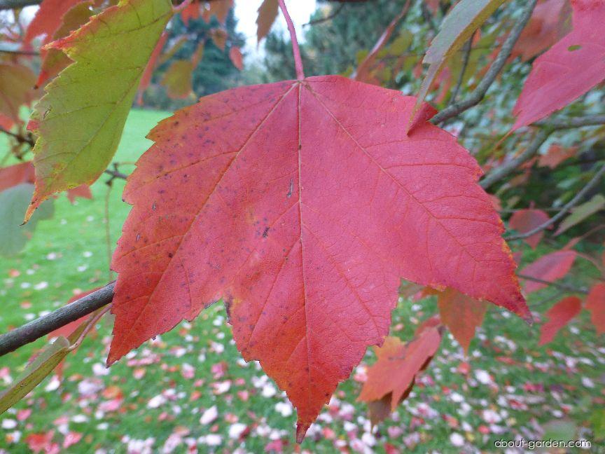 Acer rubrum Red Sunset (red maple) Acer rubrum Red Sunset (red maple)