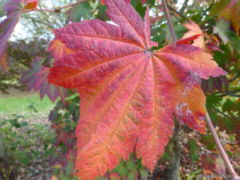 Acer japonicum Vitifolium (Downy Japanese-maple) Acer japonicum Vitifolium (Downy Japanese-maple)