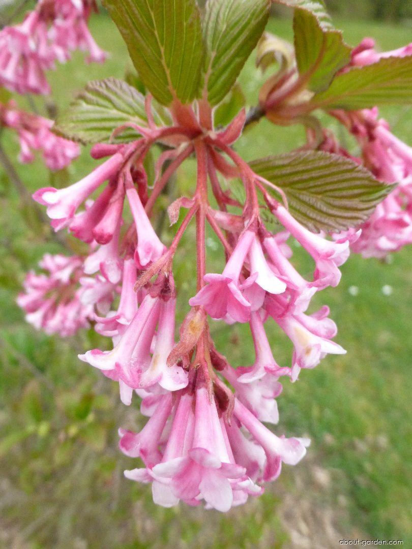 Viburnum x bodnantense Down (Viburnum) Viburnum x bodnantense Down (Viburnum)