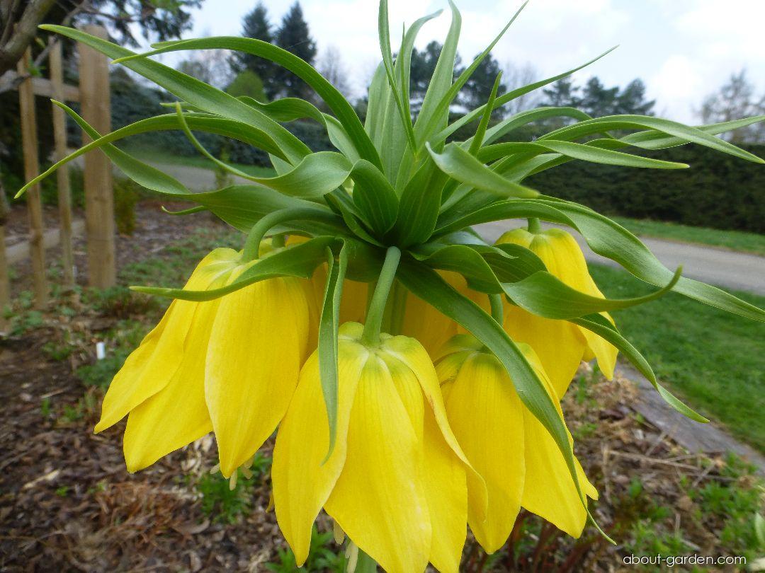 Fritillaria imperialis Lutea (Imperial Fritillary) Fritillaria imperialis Lutea (Imperial Fritillary)