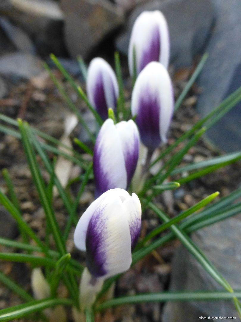 Crocus chrysanthus Ard Schenk (Golden Crocus) Crocus chrysanthus Ard Schenk (Golden Crocus)