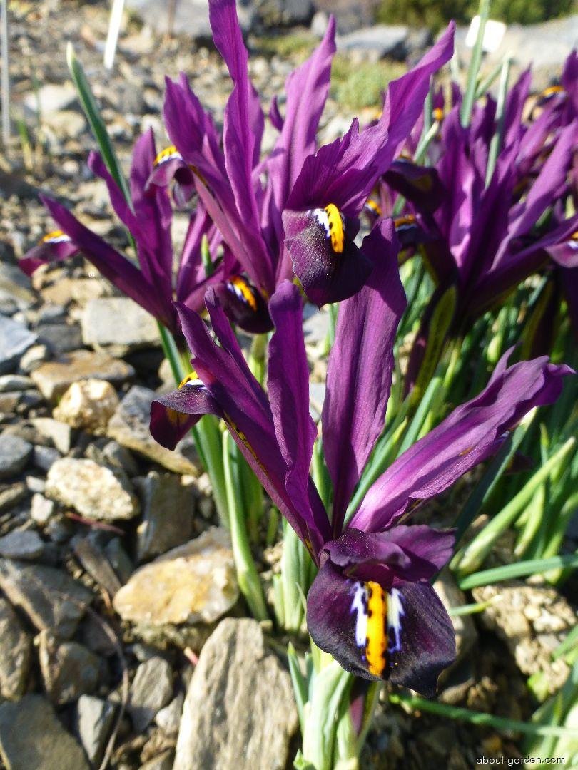 Iris reticulata J.S.Dijt (Netted Iris) Iris reticulata J.S.Dijt (Netted Iris)