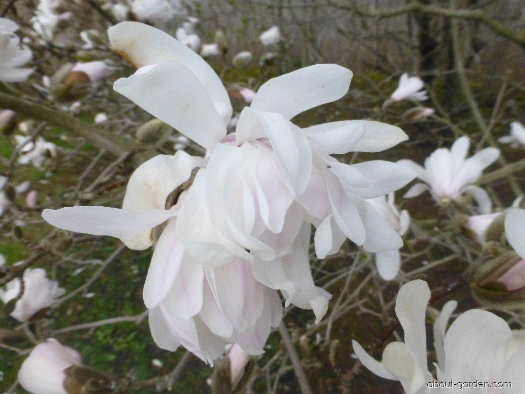 Magnolia stellata Harvard Centennial (Star Magnolia) Magnolia stellata Harvard Centennial (Star Magnolia)