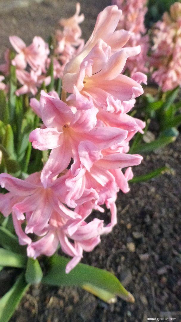 Hyacinthus orientalis Gipsy Queen (Common Hyacinth) Hyacinthus orientalis Gipsy Queen (Common Hyacinth)