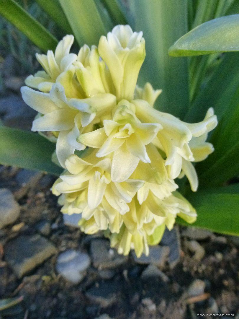 Hyacinthus orientalis City of Haarlem (Common Hyacinth) Hyacinthus orientalis City of Haarlem (Common Hyacinth)