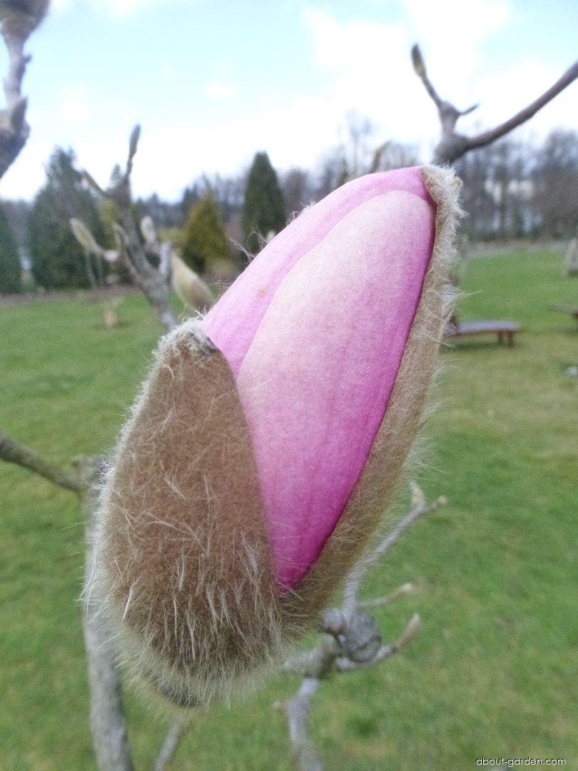 Magnolia kobus Norman Gould (Japanese Magnolia) Magnolia kobus Norman Gould (Japanese Magnolia)