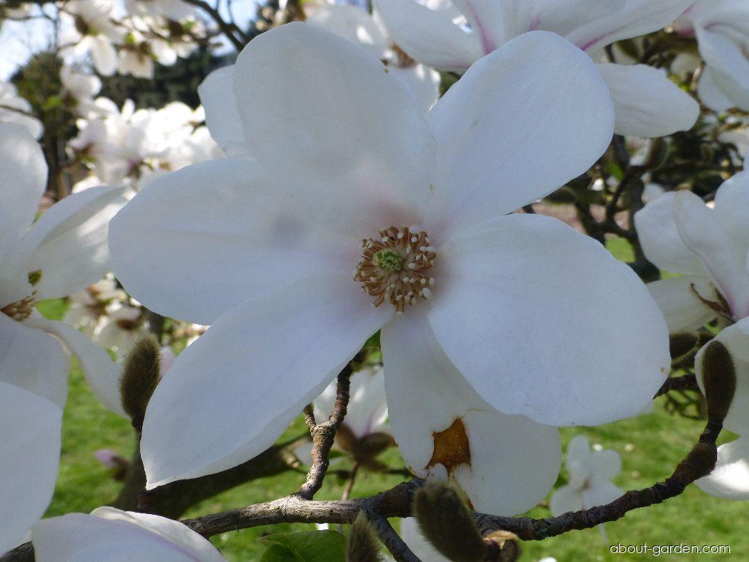 Magnolia kobus Norman Gould (Japanese Magnolia) Magnolia kobus Norman Gould (Japanese Magnolia)