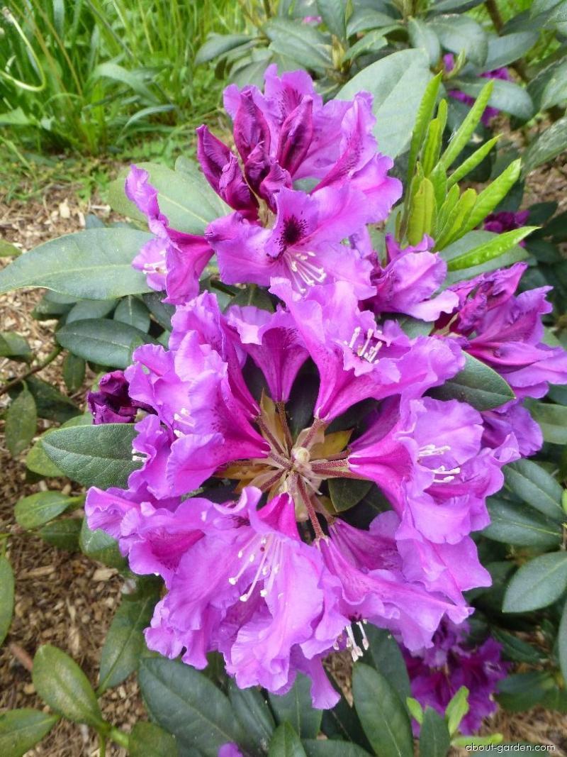 Rododendras Rasputin Photo Rhododendron Rasputin | About-garden.com